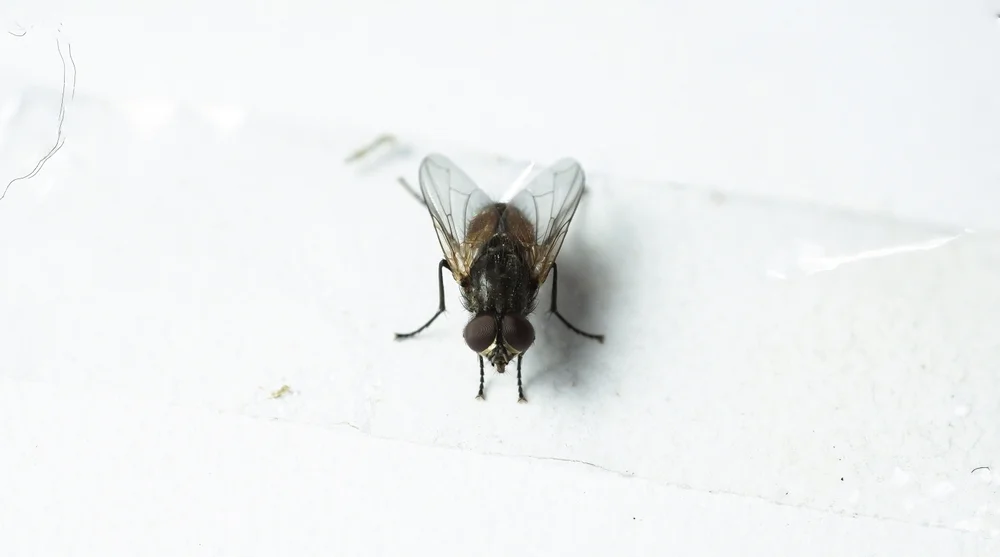 house fly